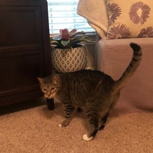 Meet your Posher, Allison